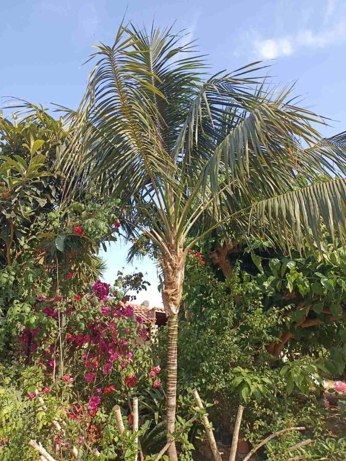 Palm-Tree Διαμέρισμα Αρκούδι Εξωτερικό φωτογραφία