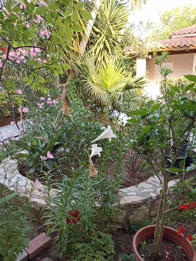 Palm-Tree Διαμέρισμα Αρκούδι Εξωτερικό φωτογραφία